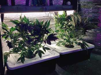 Топпинг конопли Топпинг на 9 неделе выращивания