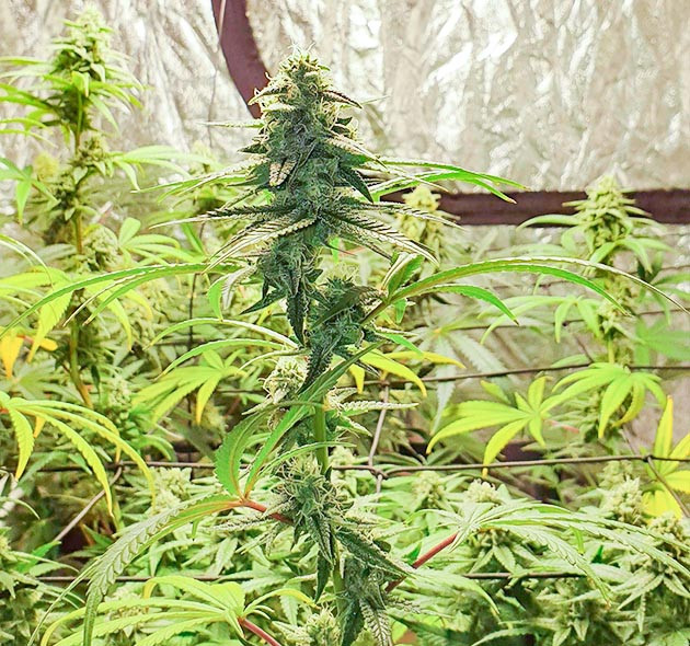 Установка сетки ScrOG Соцветие Sweet Zkittlez