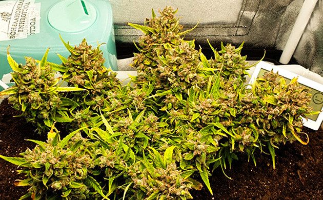 Куст коповли на 12 неделе Небольшой куст “Лоурайдера”