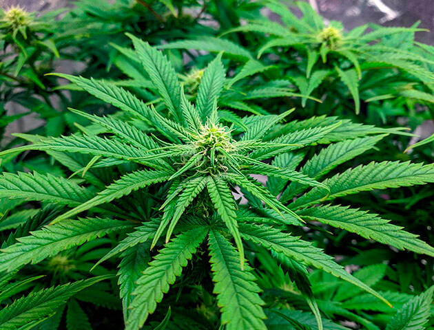 Куст в активной фазе цветения Марихуана на 10 неделе роста