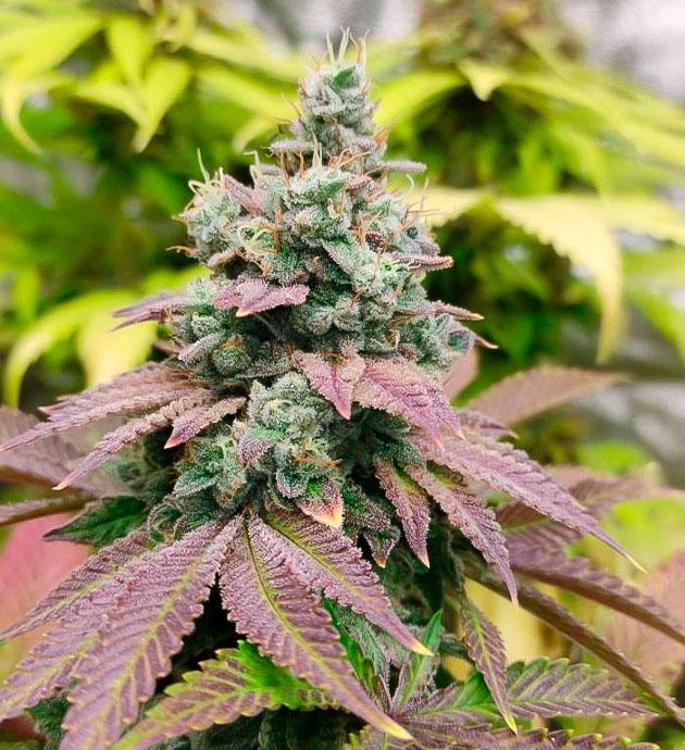 Промывка конопли Кусты Blueberry Hill от Herbies Seeds 10 неделе