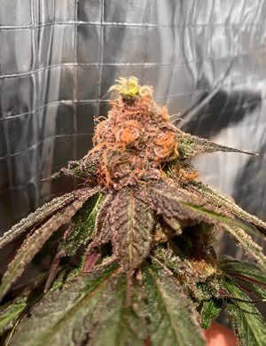 Завершение выращивания Фиолетовые оттенки на шишках