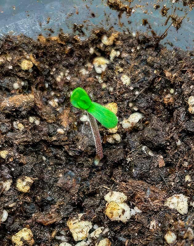 Проращивание марихуаны Росток сорта Royal Runtz