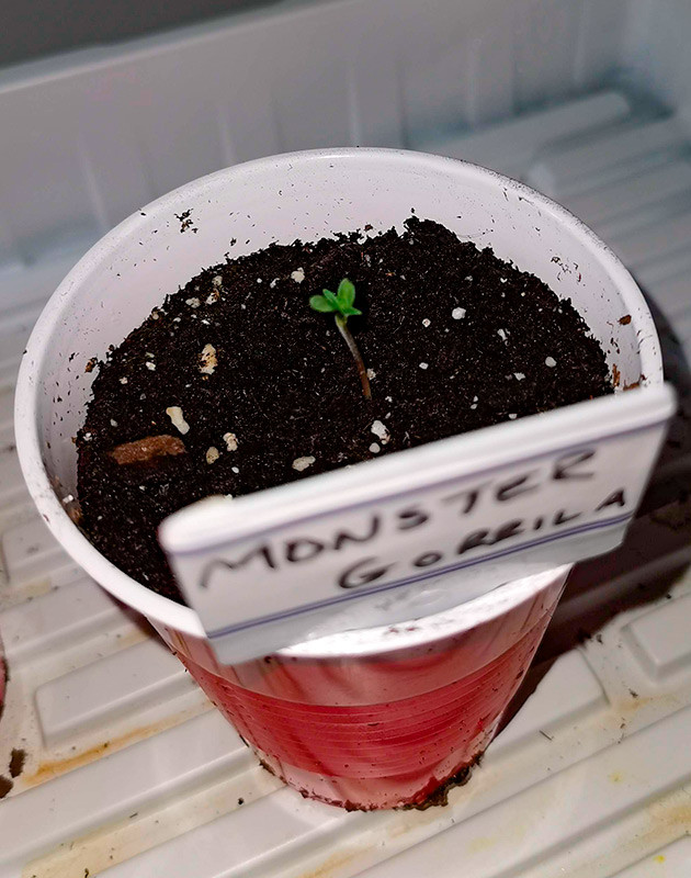 Проращивание семени Проращивание Gorilla Glue