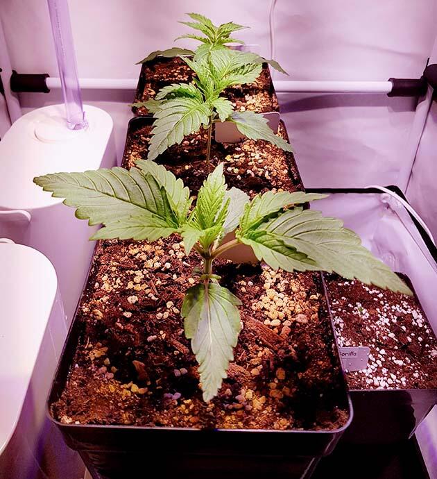 Полив конопли Каннабис ростом 5 см