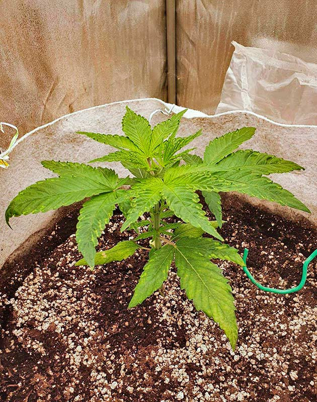 Развитие растишки Куст Planet of the Grapes RBX от Ethos Genetics на 3 неделе