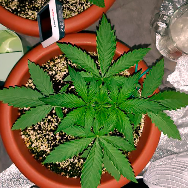 Появление новых пар листьев Куст ростом 20 см