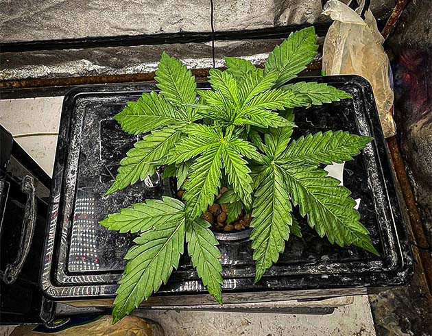 Пересадка куста в отдельную емкость Двадцатилитровая гидропонная установка