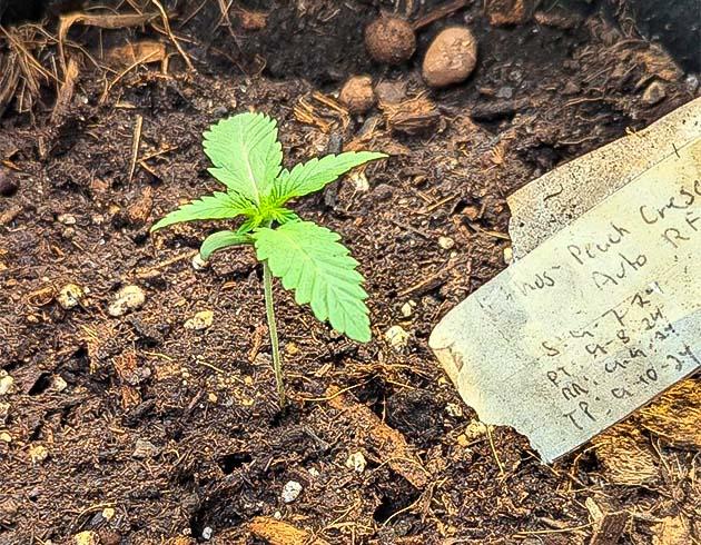 Росток Peach Crescendo Auto RF3 от ETHOS Genetics