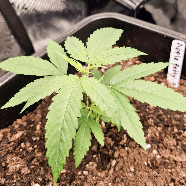 Увеличение полива конопли Apple Betty ростом 15 см