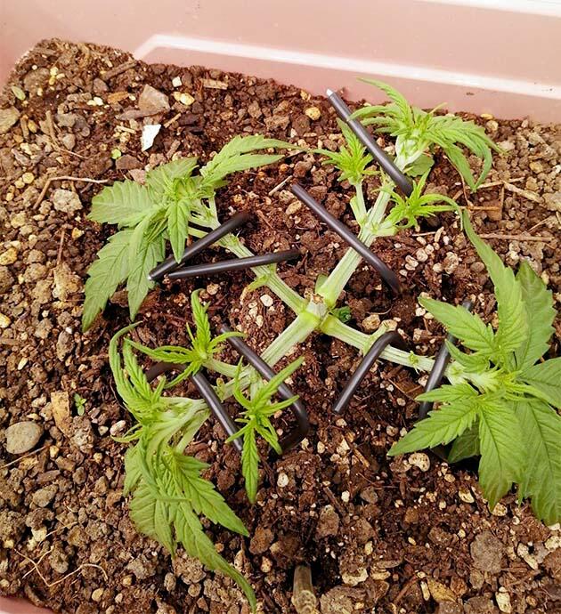 Тренировка конопли Растишка Godfather OG Auto от 7CH American на 3 неделе