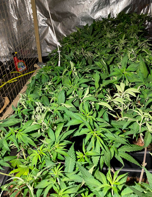 Замедление роста на 7 неделе Кусты заполнившие всё пространство в гроубоксе