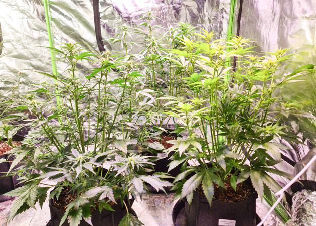 Начало цветения растений Рост Banana Banana Purple Punch Auto