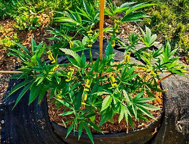 Капельный полив и удобрения для конопли Куст Gorilla Cookies FF на 12-13 неделе выращивания