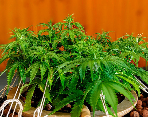 Повреждение куста Gorilla Glue Auto при транспортировке Вегетация куста Gorilla Glue Auto