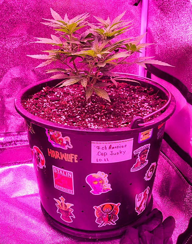 Финальная пересадка каннабиса в конечный горшок 4 неделя роста конопли