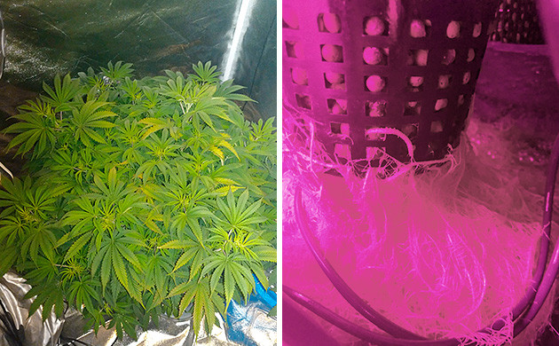 Начало стадии цветения на 6 неделе выращивания Цветение Tutankhamon от Pyramid Seeds