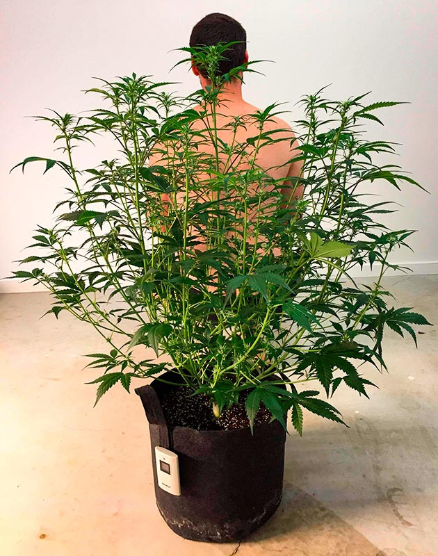 Увеличение объема воды для полива конопли Куст Scout Cookies Auto на 7 неделе роста