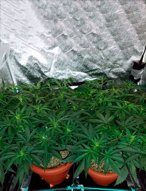 Цветение на 7 неделе Заполненное пространство гроубокса кустами