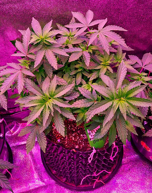 Тренировки и полив конопли Куст RS11 от 7CH American на 6 неделе выращивания