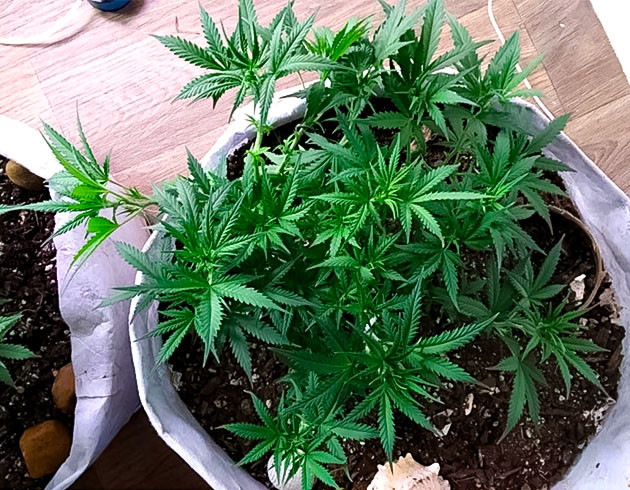 Куст конопли на 8 неделе роста Высота куста марихуаны больше 20 см