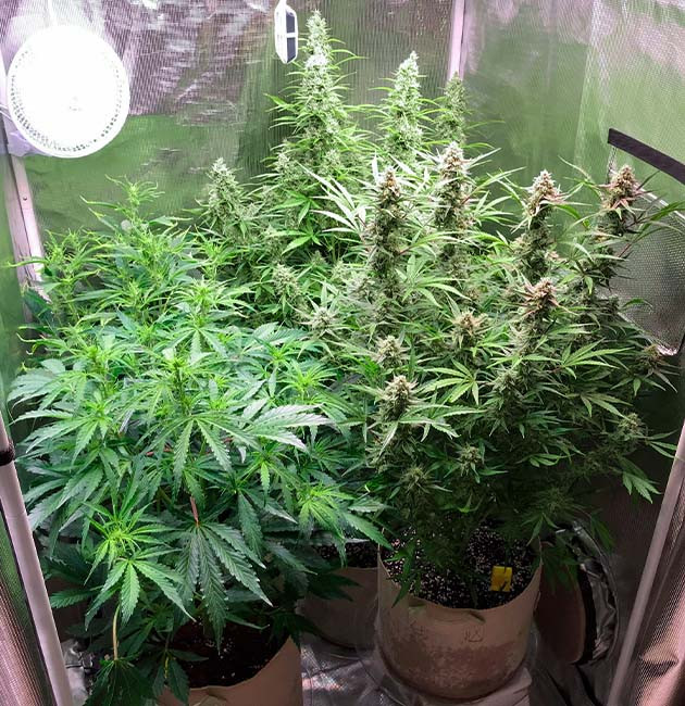 Полив конопли чистой водой Цветущие растения марихуаны