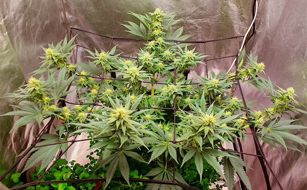 Sugar Bomb Punch дневник по выращиванию выращивание сорта конопли Sugar Bomb Punch