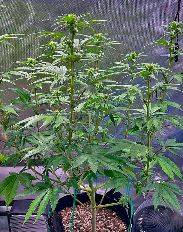 Формирование соцветий и проведение небольшой дефолиации Куст White Wedding RBX на 9 неделе выращивания