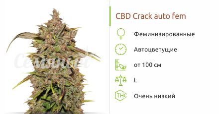 Сорт конопли CBD Crack auto CBD Crack auto fem (FastBuds)