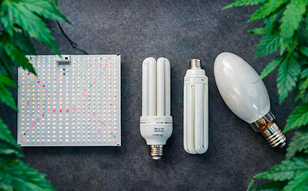 Использование синего света для укрепления куста каннабиса Вегетация конопли: рост, структура и синий свет