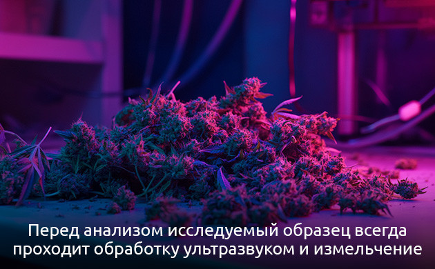 Гомогенизация образцов каннабиса Важность гомогенизации для анализа