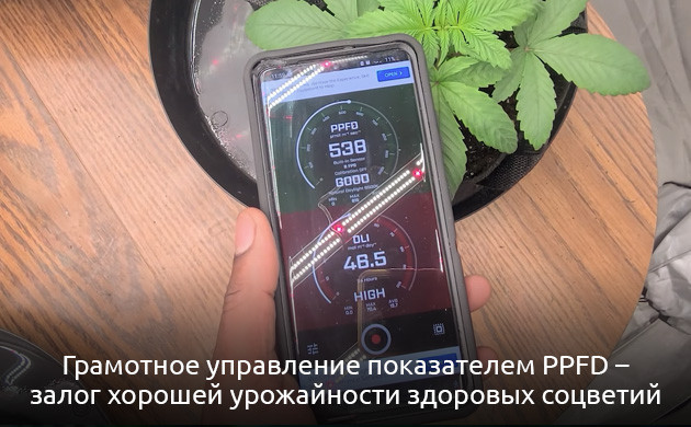 Поддержание PPFD для конопли Оптимальные спектры освещения