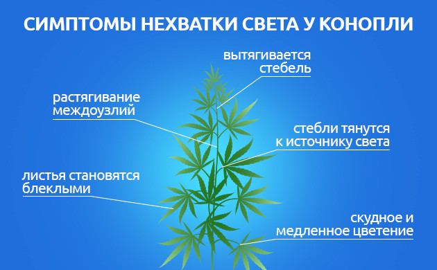 Признаки дефицита света у каннабиса Светолюбивость конопли и ее генетика
