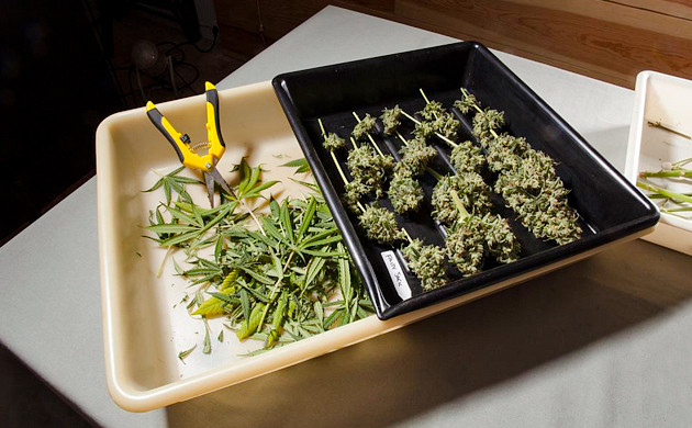 Дефолиация листвы Обрезка лишней листвы