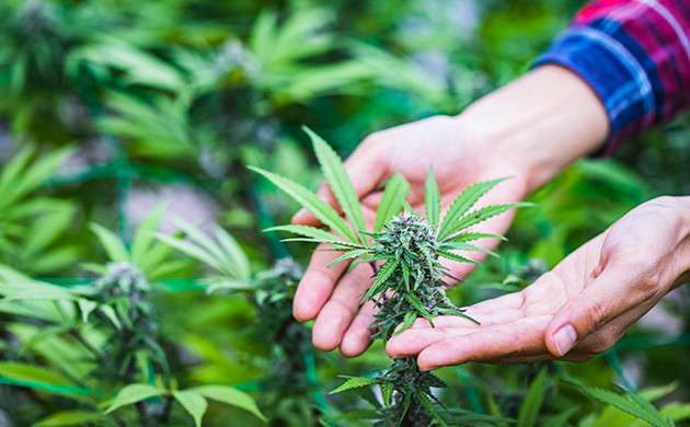 Зачем заниматься селекцией каннабиса Зачем селекционировать каннабис: цель и польза