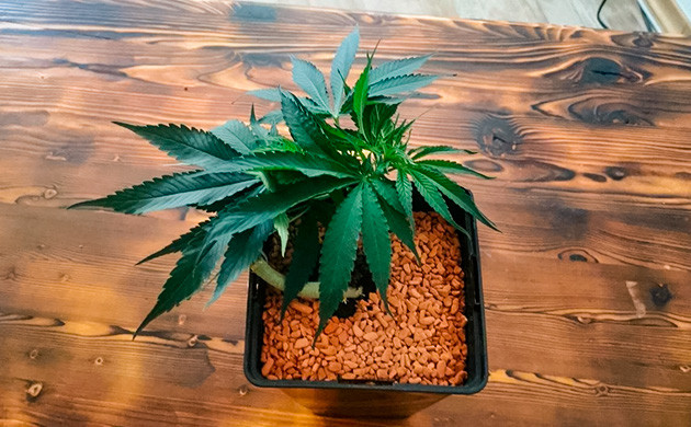 Пошаговая инструкция формирования Гнезда Пошаговая инструкция формирования Гнезда