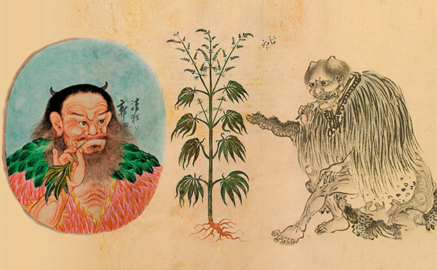 Первые упоминания о применении корня каннабиса Использование корня конопли древнекитайской цивилизацией