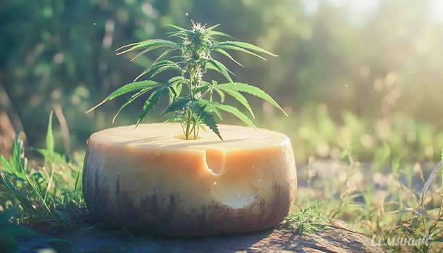 Cheese: фаворит среди стоунеров Рейтинг лучших сырных сортов каннабиса