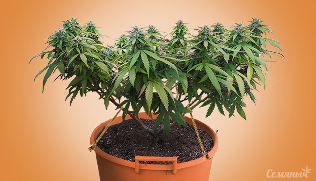 Метод LST для конопли LST для конопли