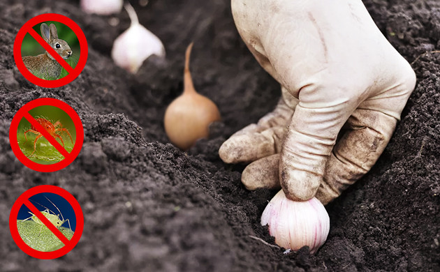 Запах лука и чеснока отпугивает вредителей Лук и чеснок