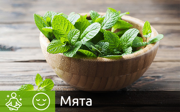 Каннабис и мята Мята и расслабляющий эффект