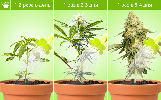 Полив конопли в зависимости от стадии развития Частота полива на этапе вегетации, цветения и харвеста