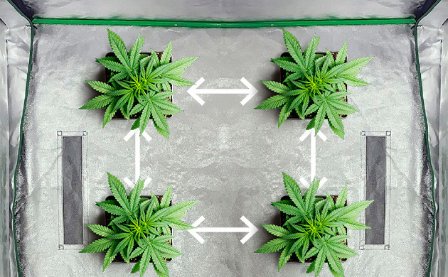 Опадение саженцев от неправильной плотности посадок Правильное расстояние между саженцами конопли