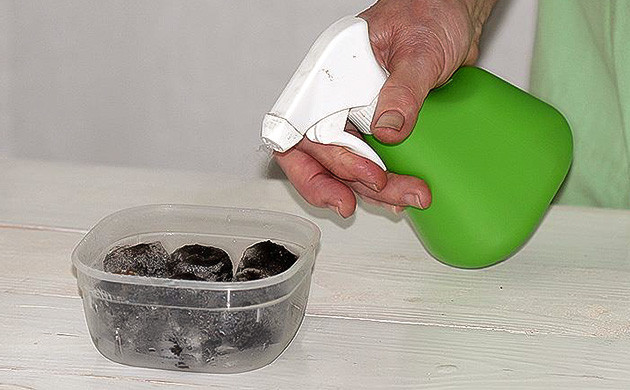 Подготовка торфяных таблеток Смачивание торфяных таблеток