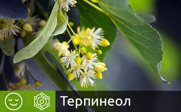 Терпинеол в конопле Терпен терпинеол