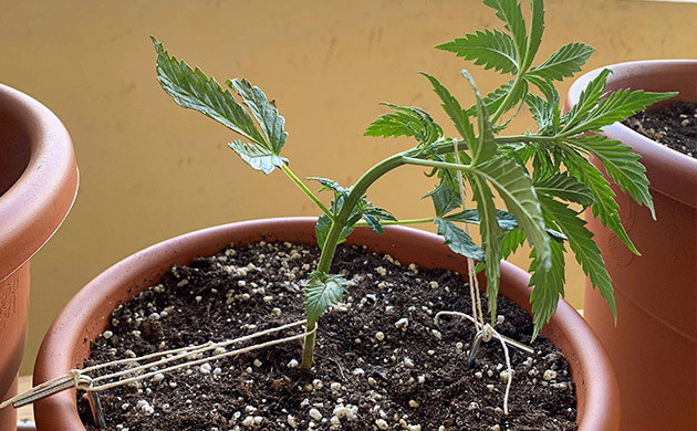 Подгибание растения на ранней стадии развития Применение LST на молодом ростке марихуаны