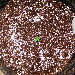 Начало стадии вегетации Первый росток Tangie'matic auto