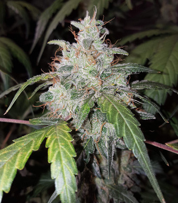 Формирование шишек на 9 неделе выращивания Шишка Auto White Widow