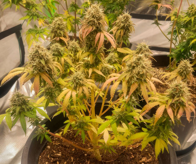 Появление газового запаха у марихуаны Godzilla Cookies Auto на 12 неделе роста