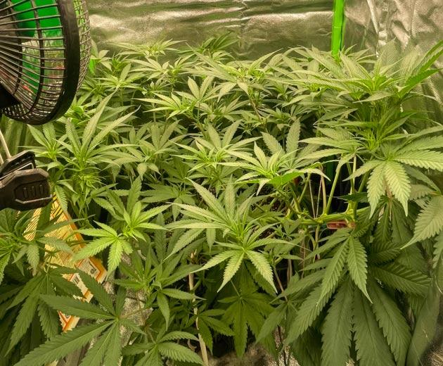 Смена режима освещения и корректировка удобрений Куст Fullgas от GHS на 6 неделе развития